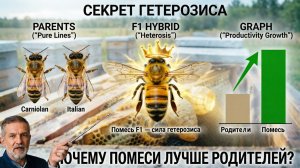 Кашковский о гетерозисе: от теории к практическому применению
