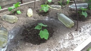 2483. Огурцам на пмж первая подкормка