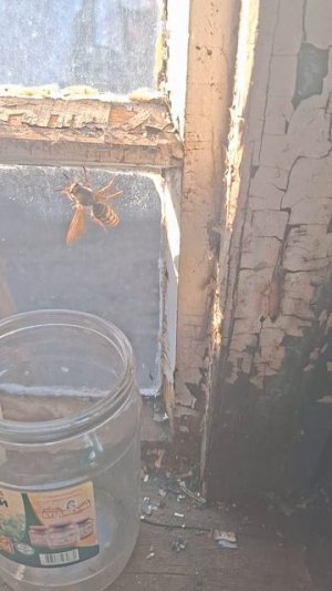 В деревне к нам залетела крупная оса