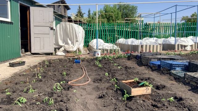 До высаживаю свои томаты, без укрытие.
