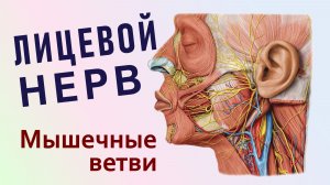 VII пара черепных нервов. Лицевой нерв