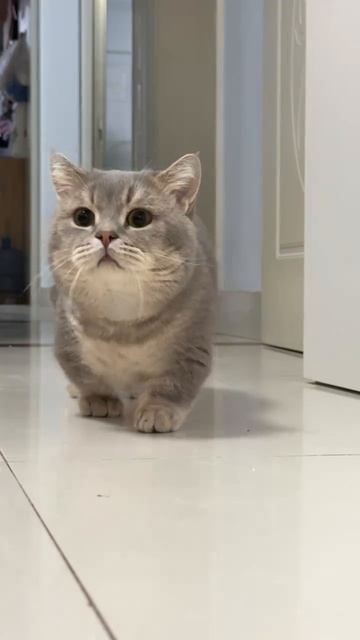 Котик