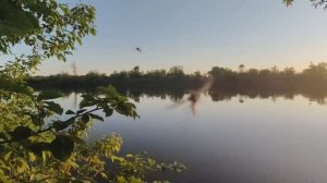 Комаров не море, а океан - целые тучи!