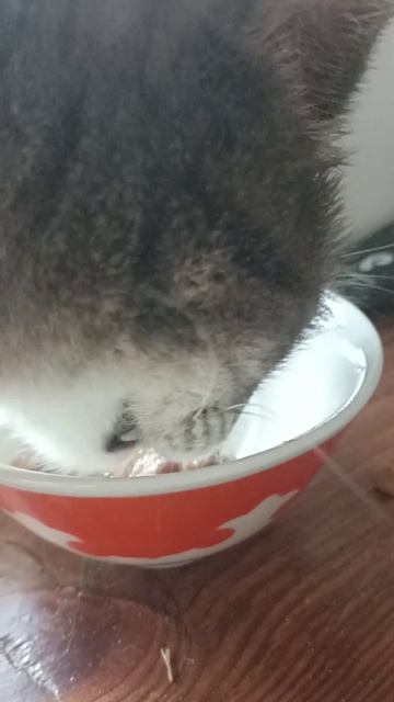 НАШИ КОТИКИ