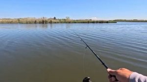 Рыбалка на донку, пока карась на нересте, подлещик активно ловится.