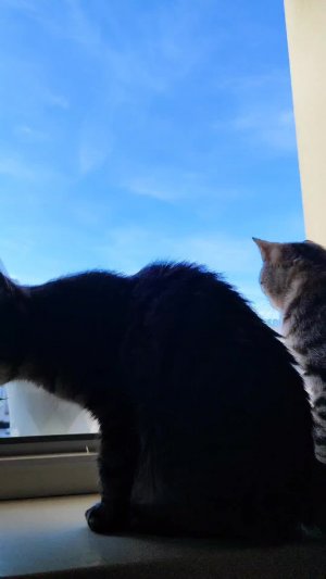 #котики