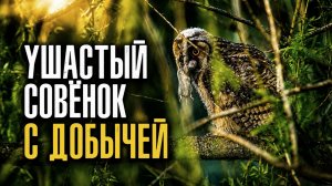 Ушастый совёнок с добычей
