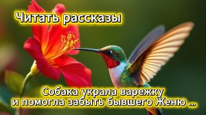 Читать рассказы: собака украла варежку и помогла забыть бывшего Женю | Домохозяйка