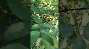 Бегом на дачу!Смотрим что наросло....