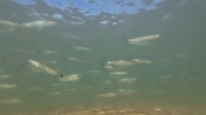 Под водой. Май-26. Море пробуждается!
