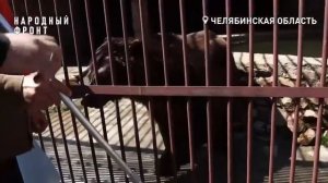 Троицкий медведь Степан обрел постоянный дом