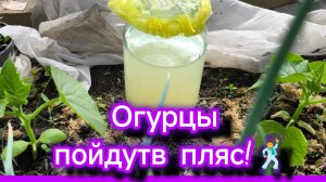 Дрожжевая подкормка