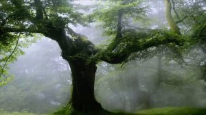 Forest   Nature   Waterfalls   Free HD Videos - No Copyright footage