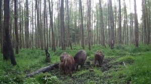 Кабаны видео фото ловушки