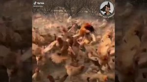 Самурай управляет биополем 🤣