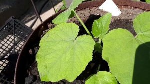 2477. ВПЛ. Подкормим кабачки.