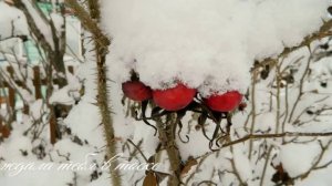 БЕЛЫМ СНЕГОМ  - поём моя ученица Варвара