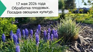 17 мая 2026 года опрыскиваю плодовые баковой смесью, сею овощные культуры, собираю первый урожай