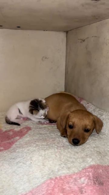 cute cat and dog смотреть онлайн