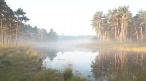 Fog Stock Footage   Winter   Weather   Free HD Videos - no copyright