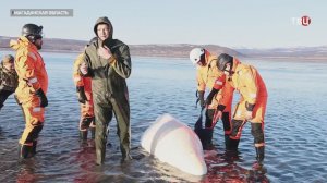 Жители бросились спасать детеныша белухи, застрявшего в Охотском море