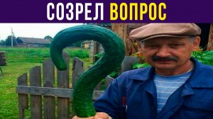 СОЗРЕЛ ВОПРОС))) Приколы