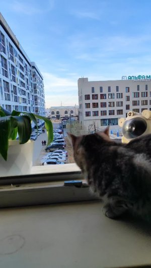 котики