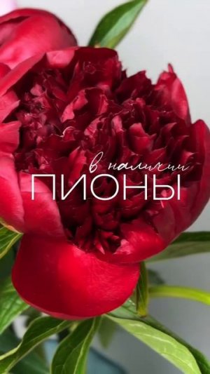 Пионы — помогут выразить чувства любви и восхищения. 😍😍😍