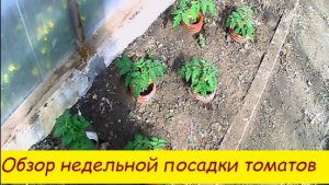 Обзор недельных томатов