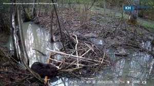 Обедающий бобр попался в объектив фотоловушки калужского заповедника