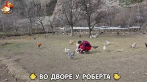 Содержание кур в домашних условиях и других птиц во дворе у Роберта 🐣🐤🦆🐔🪿🦃 (502)