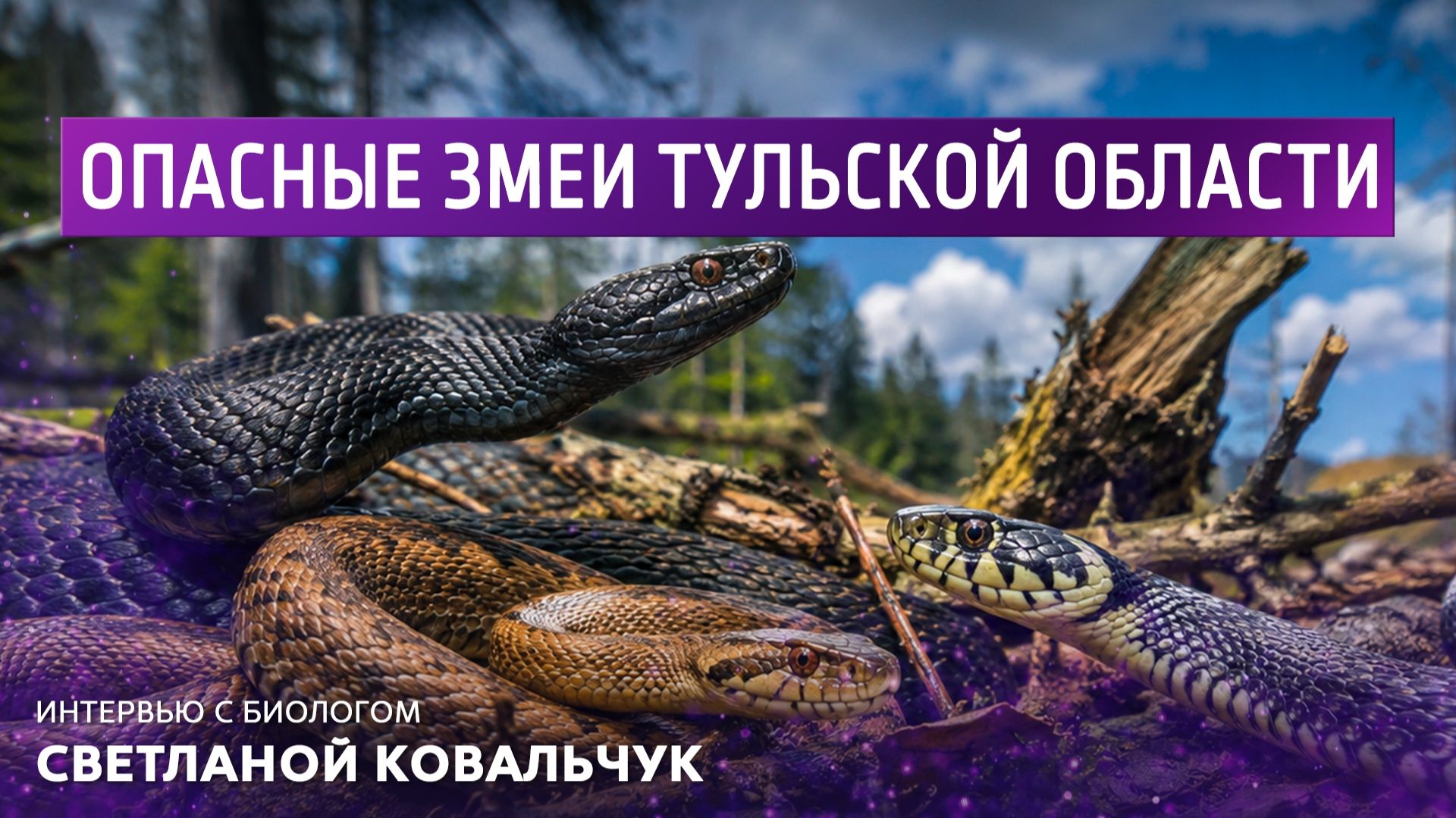 Опасные змеи Тульской области. Интервью с биологом Светланой Ковальчук. смотреть онлайн