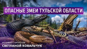 Опасные змеи Тульской области. Интервью с биологом Светланой Ковальчук.