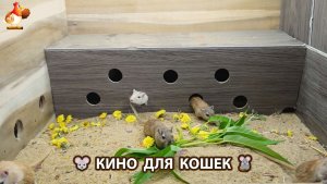 Видео для кошек про крысок развлекать питомцев 🐭🐀😂 (536)