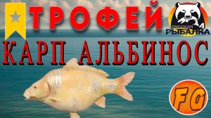 ТРОФЕЙ КАРП ЗЕРКАЛЬНЫЙ АЛЬБИНОС на озере ЯНТАРНОЕ. Русская рыбалка 4. рр4. Russian Fishing 4