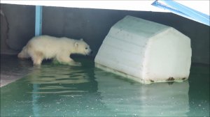 Медвежонок нашёл щепочку, пытается до айсберга добраться, но в воду не хочет прыгать 19.05.2026