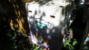 расширение пчел в мае, что ставить магазин под мед или второй корпус для расплода, 20.056.2026