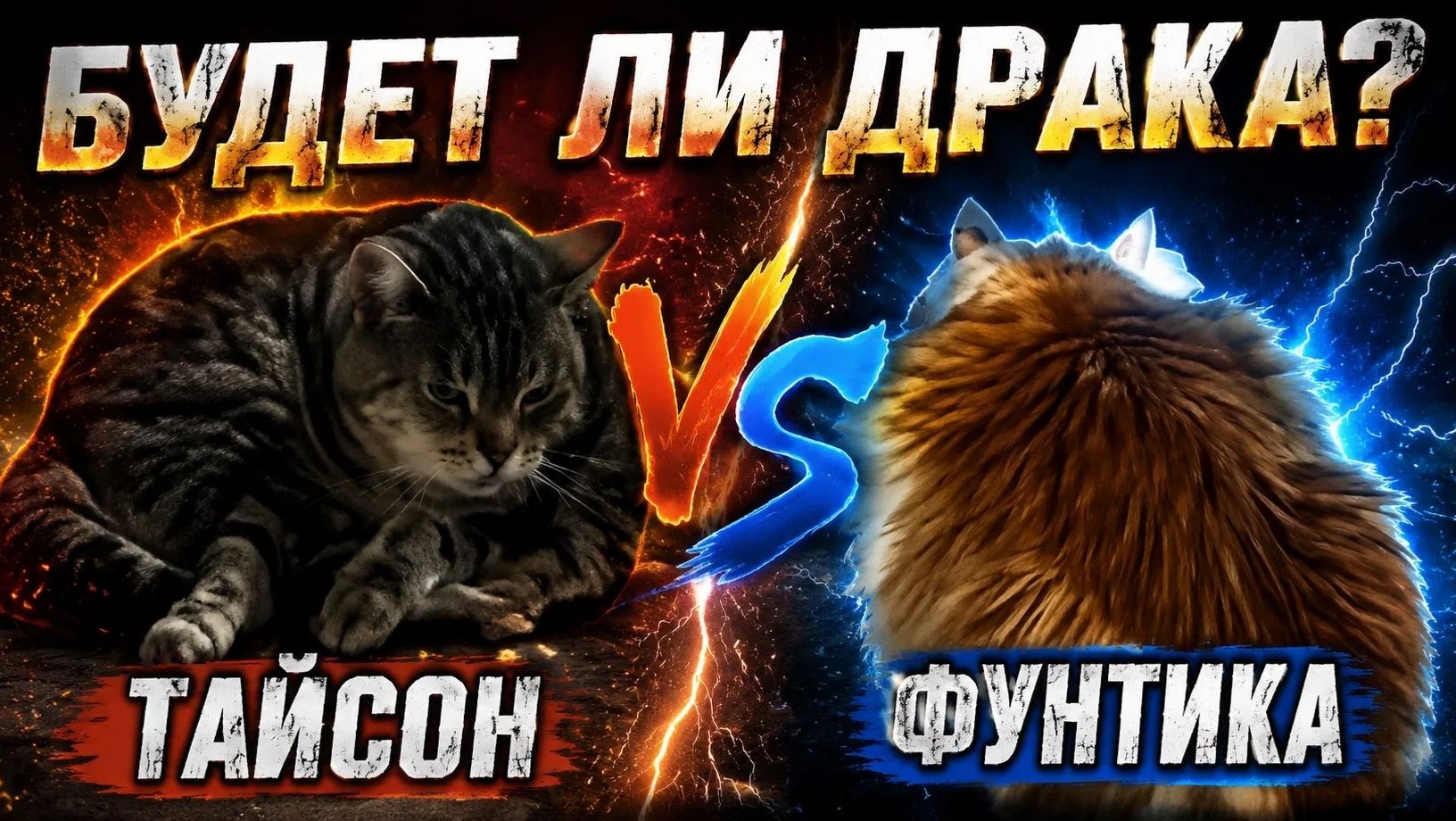 Будет ли драка? Кот Тайсон против Фунтика