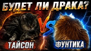 Будет ли драка? Кот Тайсон против Фунтика