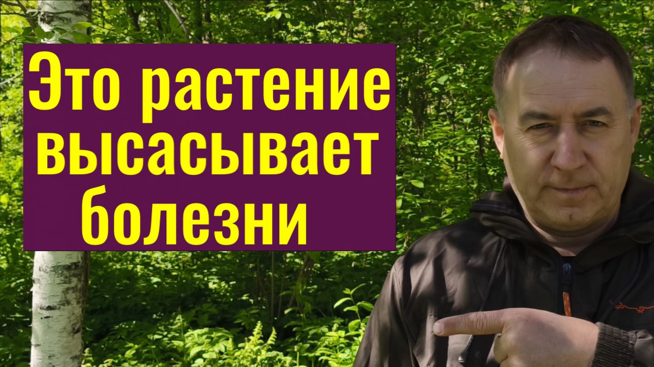 Оно высасывает болезни и погибает! Отдайте этому растению свою хворь