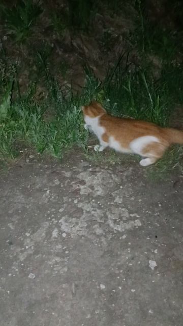 Ночной охотник.