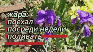 Жара: поехал посреди недели все поливать. Привёз новые бочки для полива. 20.05.2026