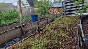Как вырастить клюкву садовую крупноплодную?