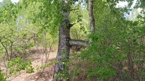 Двое суток стояла фотоловушка, в итоге смотрим. Аномалия.
