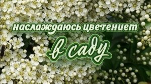Две белые невесты в саду