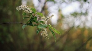 Цветение черёмухи_(19.05.2026)