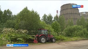 В Кирове в два этапа проведут обработку территорий от борщевика Сосновского