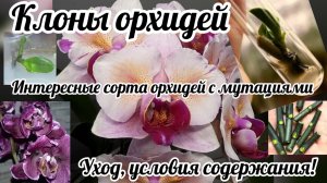 Посылка с клонами орхидей. Микроклональное размножение орхидей. Распаковка. Уход за детками орхидей.