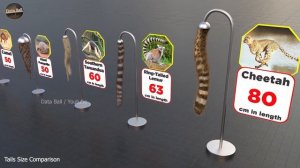 Сравнение размеров хвостов у 3D-животных, монстров и вымышленных персонажей, таких как Годзилла.