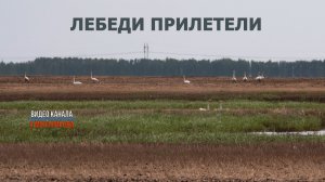 Лебеди прилетели